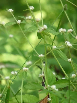 Did you know that Sessile Joyweed or Honagone Soppu, a prized greens, in pink and maroon colours, is a non-toxic plant used as vegetable and in salads. and also as a herbal medicine?