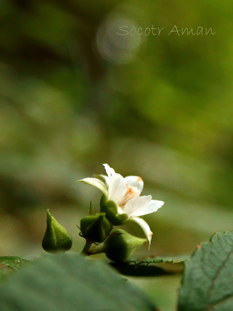 Rubus lambertianus