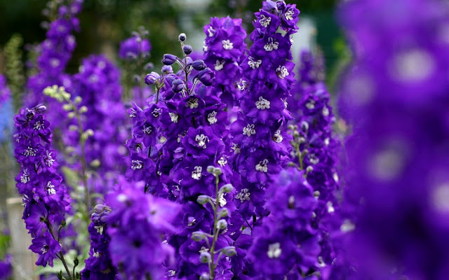 Purple Violet Flowers