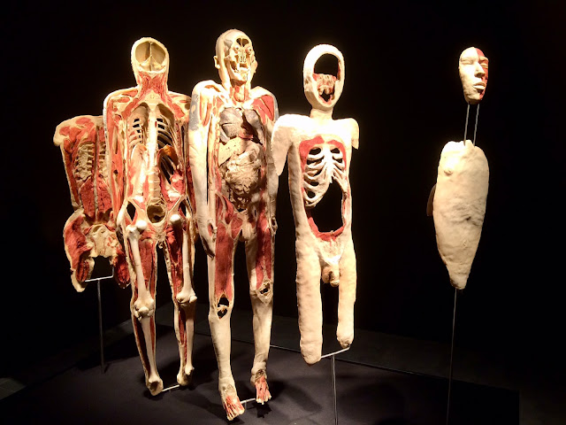 Wystawa Body Worlds & The Cycle of Life