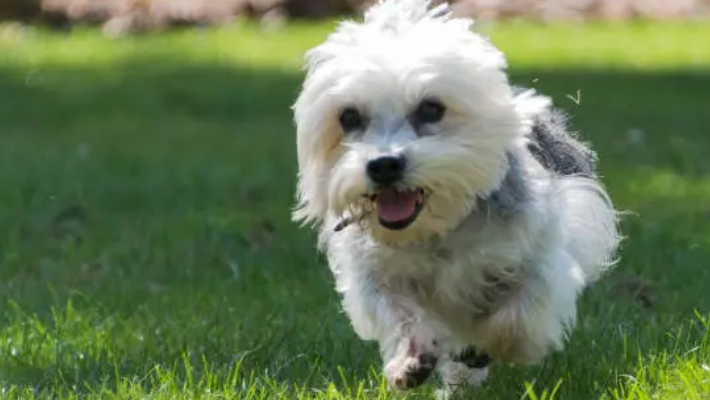 Dandie Dinmont Terrier dog breed