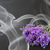 Benefits of smoking lavender : Does Inhaling this aromatic herb has advantages?