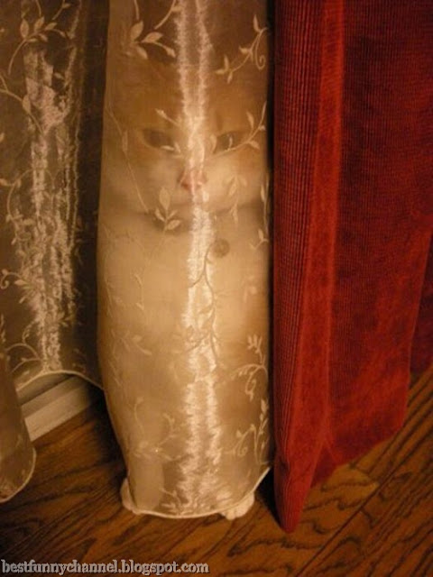 Invisible cat.