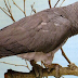 Learn more about Timneh African Grey Parrots