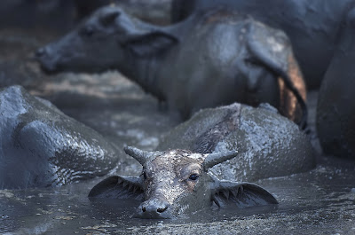 Foto Wild Asian water buffalo (Kerbau Liar Asia)