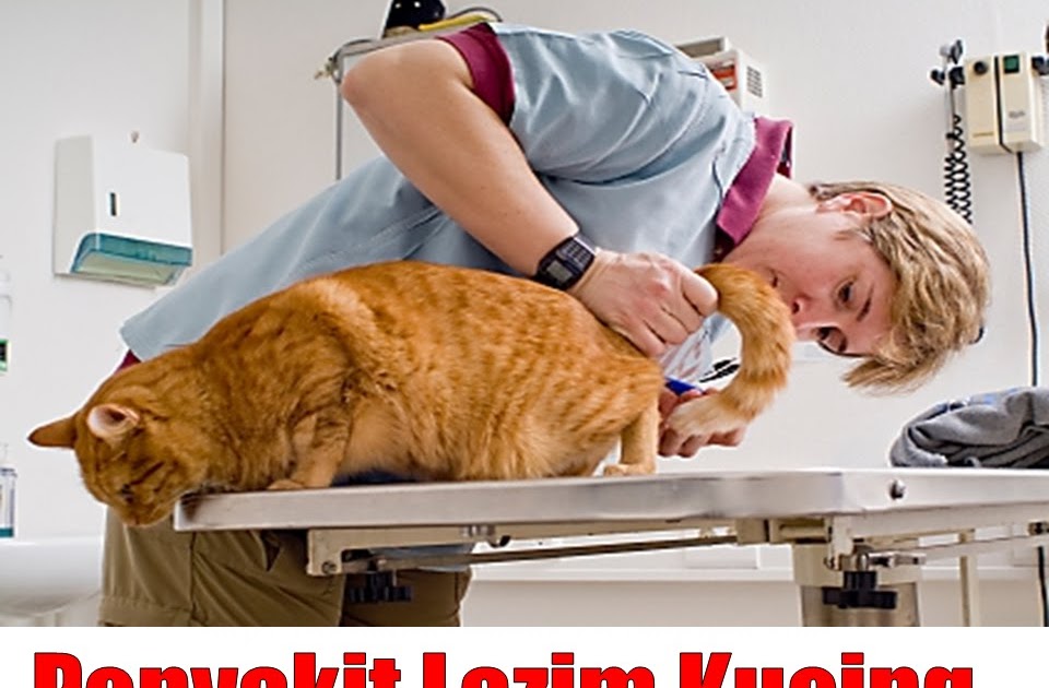 Bukan doktor veterinar: Penyakit Lazim pada kucing