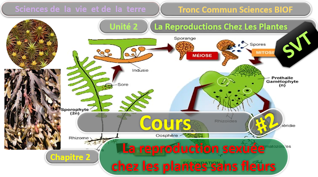 Télécharger | Cours | Tronc commun  Sciences  > La reproduction sexuée chez les plantes sans fleurs (TCS Biof)  SVT  #2