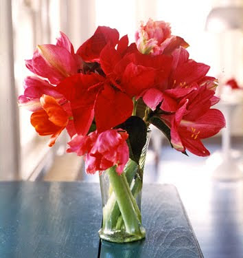 I used amaryllis in my Christmas arrangments and here they are with some