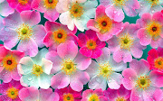 Tag: Pink Flowers Wallpapers, Backgrounds, Photos, Images and Pictures for . (pink flowers wallpapers )