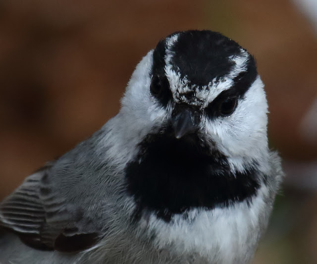 Mountain Chickadee