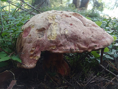 borowik orawski Boletus rubrosanguineus