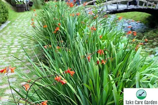 How to Plant and Care for Tritonia Crocosmia Crocosmiiflora