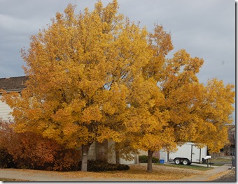 Fall Beauty! 009