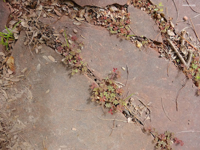 wood sorrel