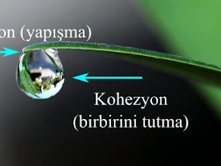 Suyun kohezyonu nedir?