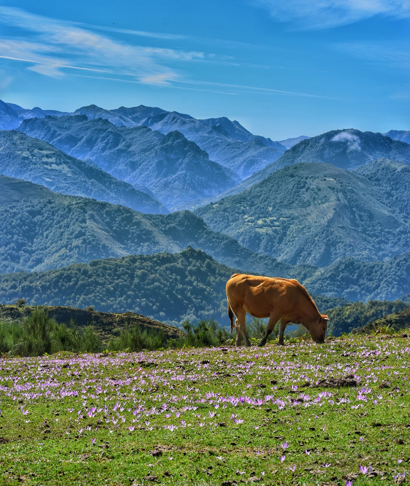 collau la espina