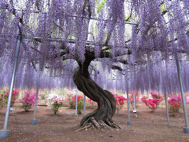 Wisteria Tunnel,Kitakyushu, Japan