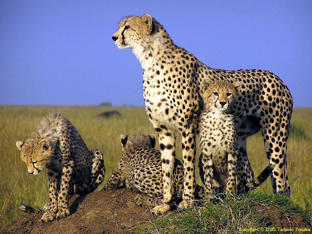 Animal Desktop Wallpapers: Cheetah Wallpapers