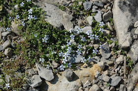 Ground cover at Roche Fleurie Garden