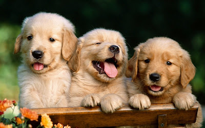 How to train puppies of Golden Retriever