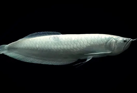 Arowana platine