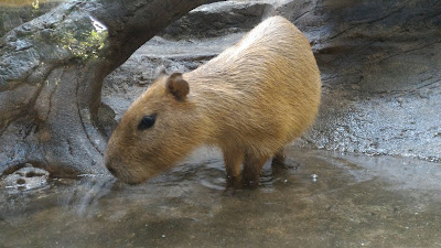 Tarikan di KL Tower Mini Zoo 