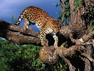 leopard