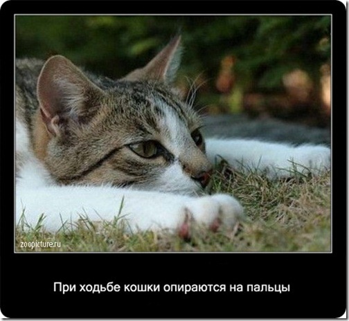 clip_image028