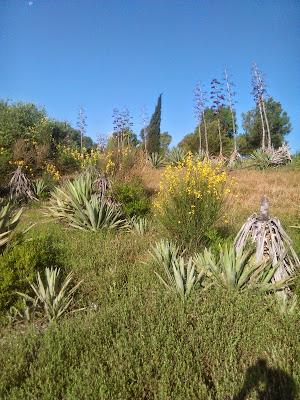 agave americana