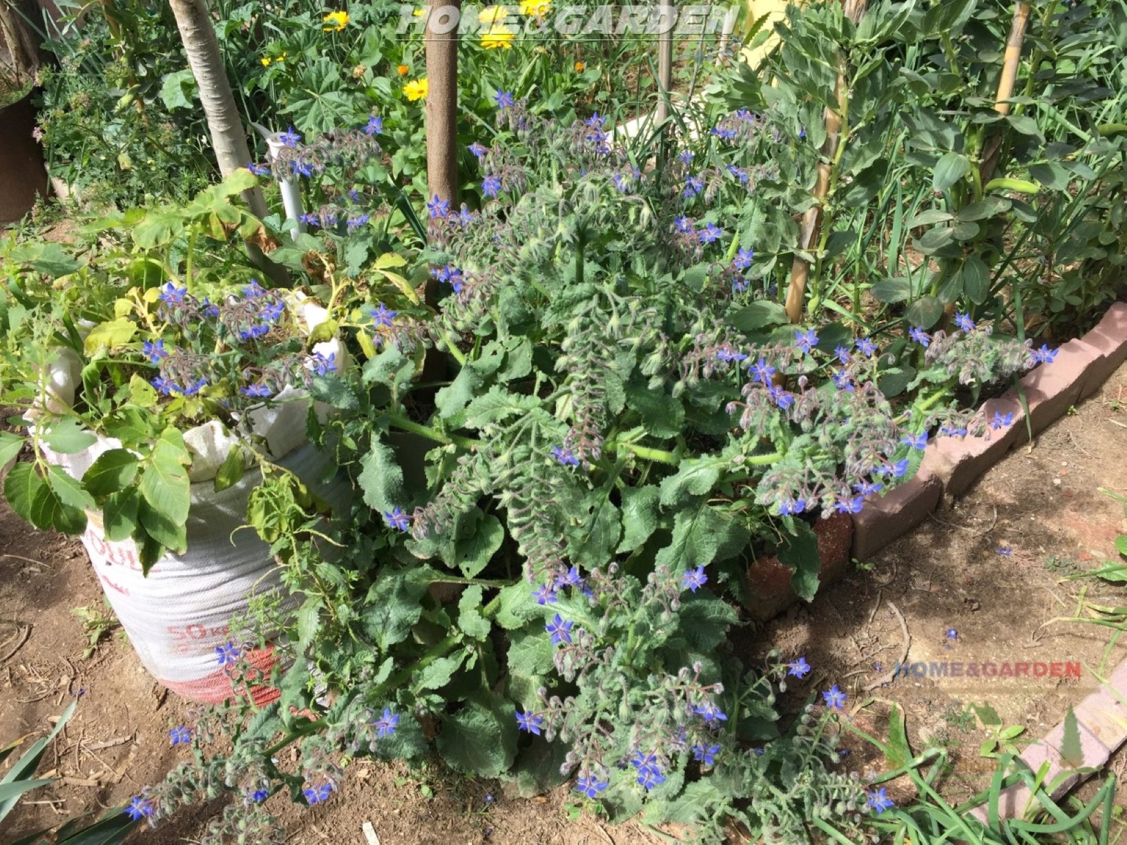 Borage a flowering herb with blue star-shaped blossoms, it's my favorite of pollinators in general. Not only does it improve the growth and flavor of tomatoes as it protects them. Borage acts as a deterrent to tomato hornworms as well.