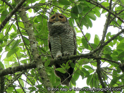 Spotted Wood-owl (Strix seloputo)