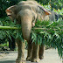 Elephants Wallpapers