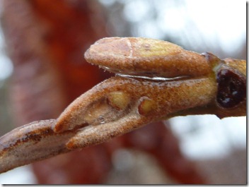 P1050135