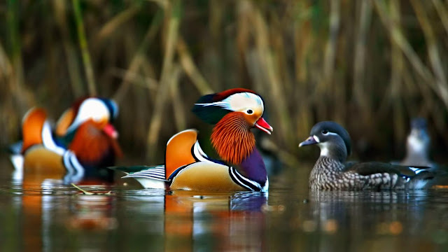 Mandarin duck - Pato mandarín