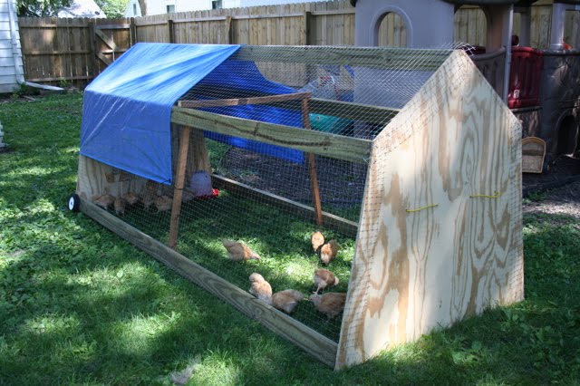 Backyard Chicken Tractor