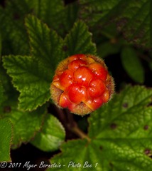 Quoddy _ROT9400 NIKON D3S July 03, 2011