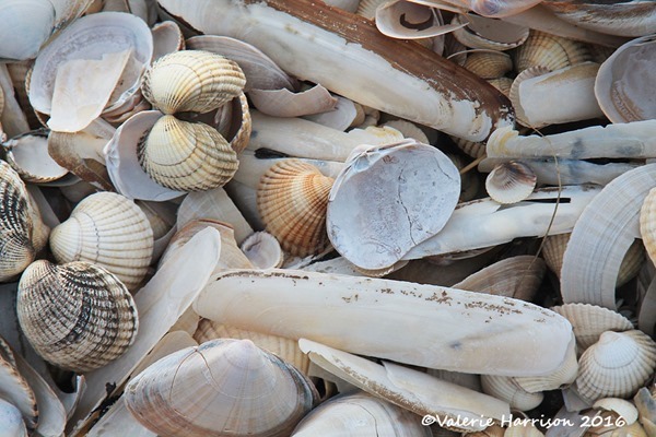 2-shells