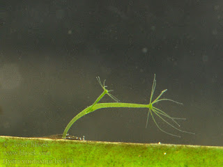 Hydra viridissima