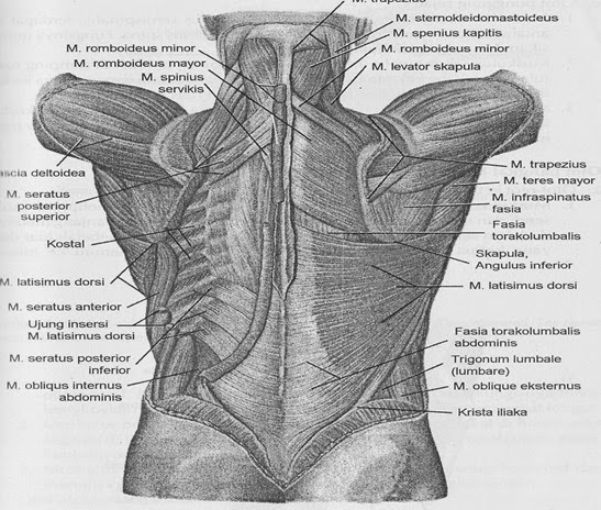  anatomi  dan fisiologi sistem muskuloskeletal anatomi  dan 