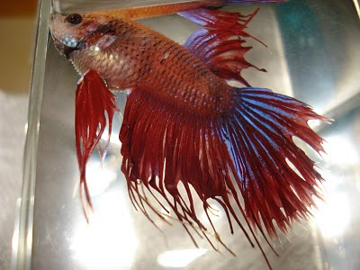 betta