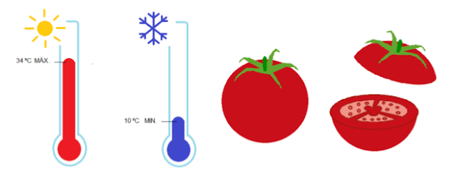 A influência da Temperatura no desenvolvimento do Tomateiro