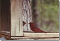 Birdfeeder2