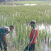 Babinsa Koramil 0812/26 Pucuk Terus Laksanakan Pendampingi Petani di Lahan Demplot Padi PMJ 01