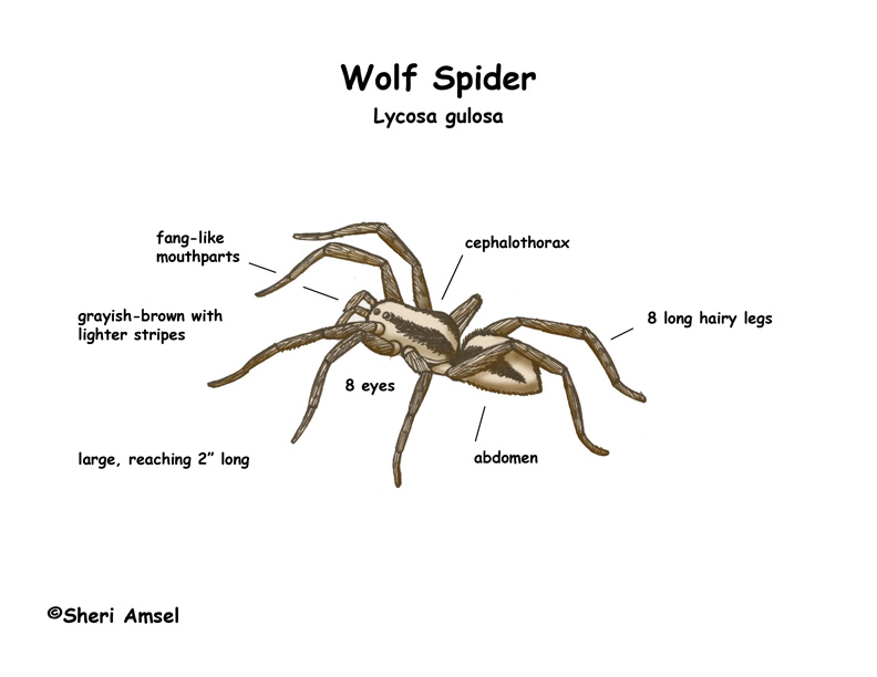 Wolf Spider