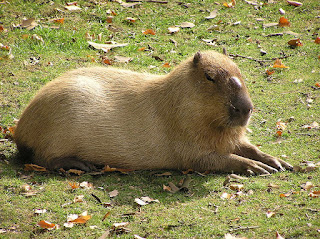 Capybara