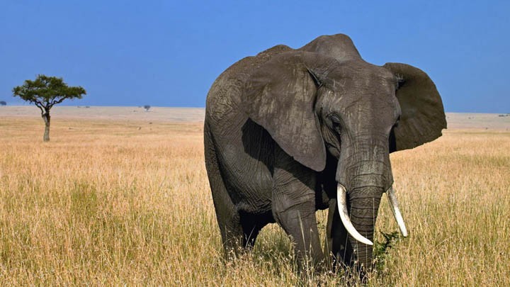 Inilah Faktanya Ternyata Gajah Satu Satunya Hewan  Yang  