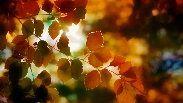 Autumn Nature Leaves Wallpaper