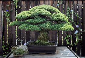 Yamaki Pine - 395 years old Bonsai located in Washington