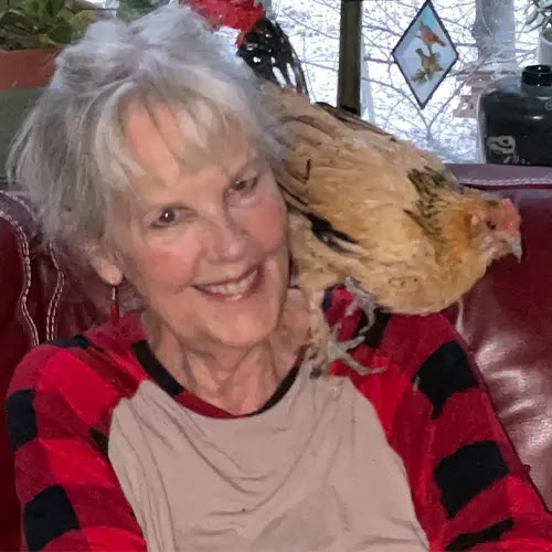 World's Oldest Living Chicken sitting on her owner's shoulder