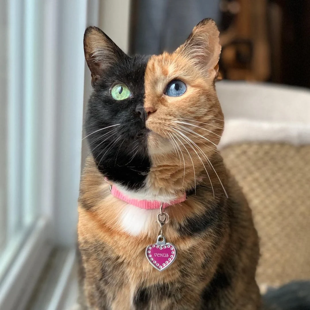 cats Who rock the world with their unique looks